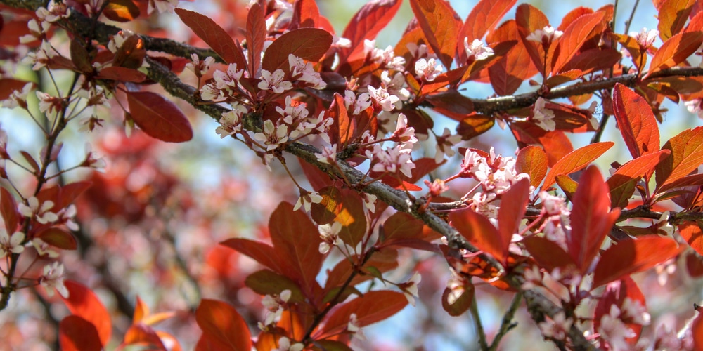 Trees With Burgundy Leaves