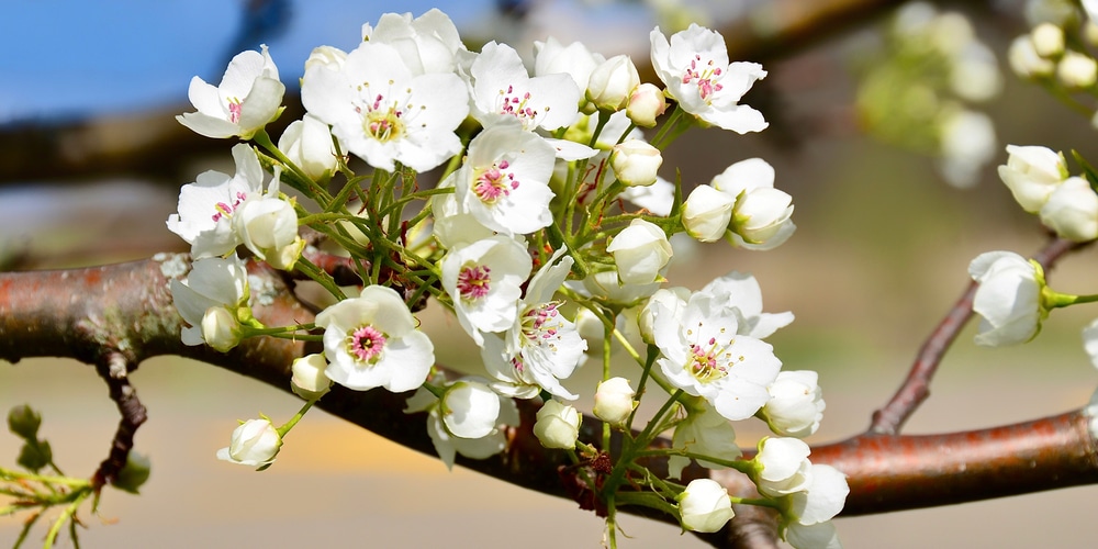 White Flowering Trees Texas