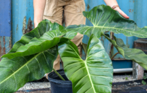 Philodendron Bernardopazii