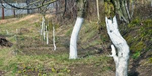 Why are tree trunks painted white?