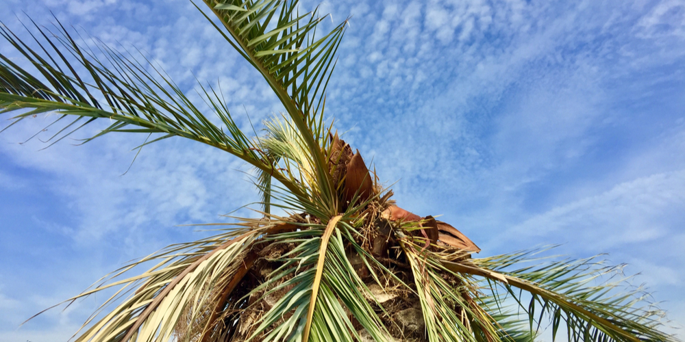 What is Growing Out of My Palm Tree?