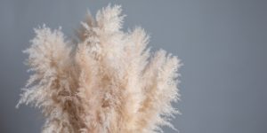 is pampas grass poisonous to cats