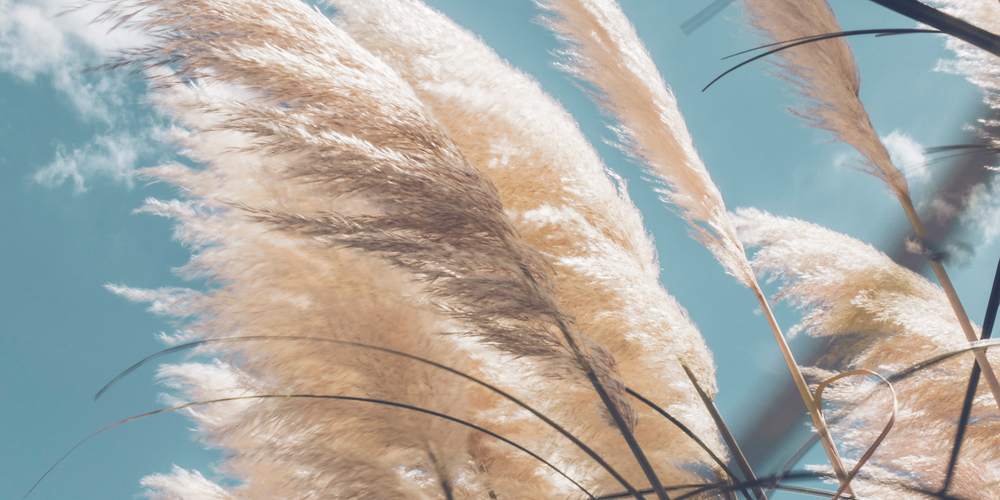 When do pampas grass bloom