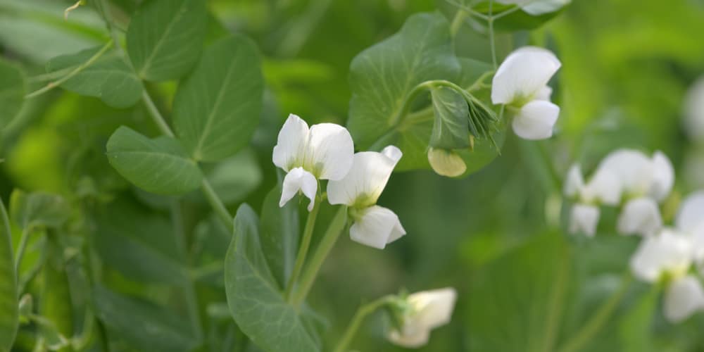 Pea Plant Growth Stages, Development, and Life Cycle