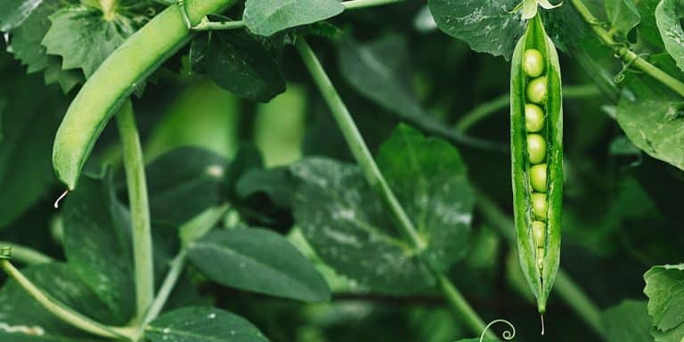How And When To Plant Peas Zone 5 GFL Outdoors