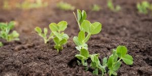 plant peas in utah