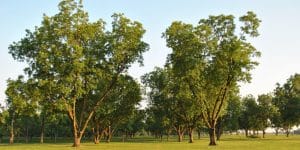 Pecan Tree Care in Arizona