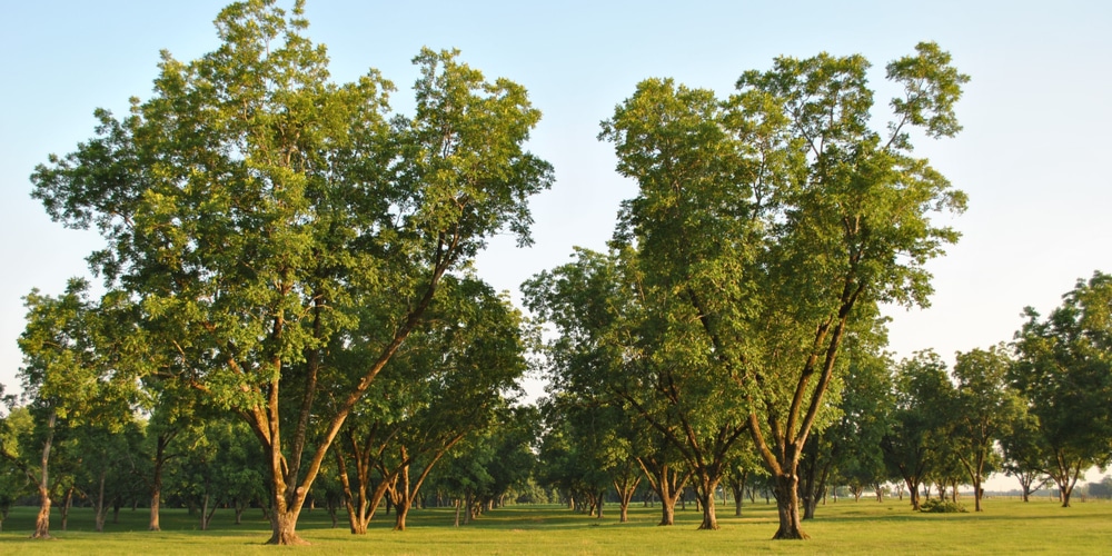 trees with spanish moss