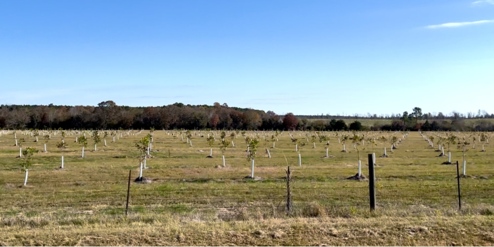 How many pecan trees can you plant per acre?