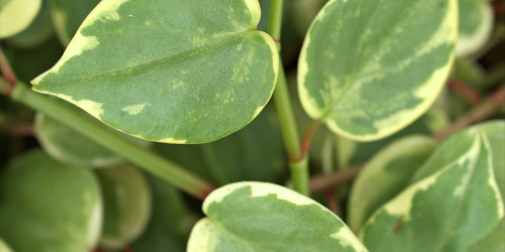 peperomia scandens variegata