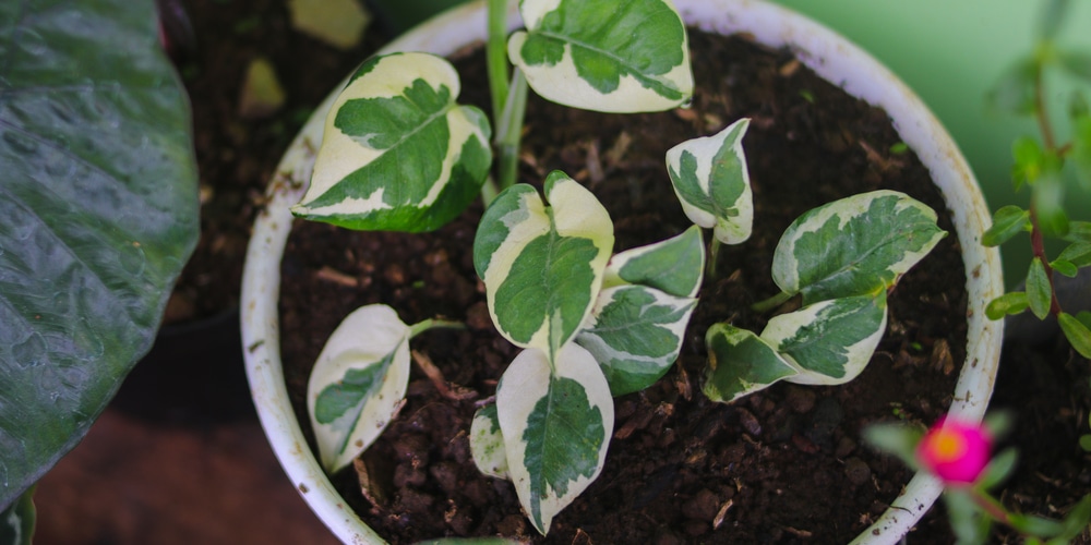 peperomia scandens variegata