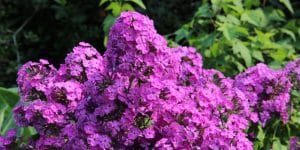 do bees like phlox