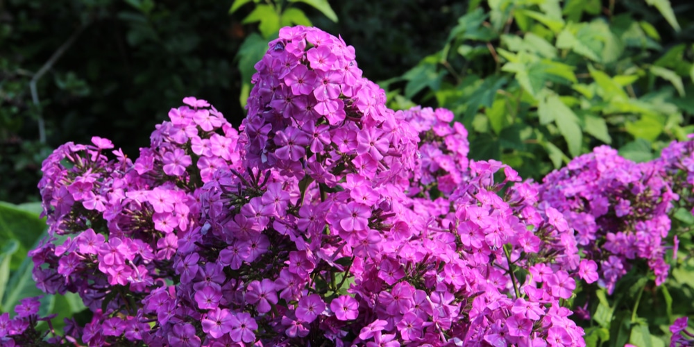 Purple Flowers in Florida