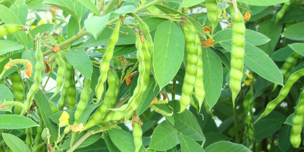 What Vegetables Grow In Clay Soil