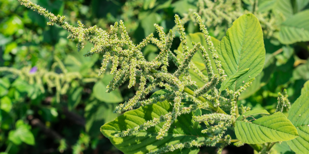 Plants With Red Stems and Green Leaves