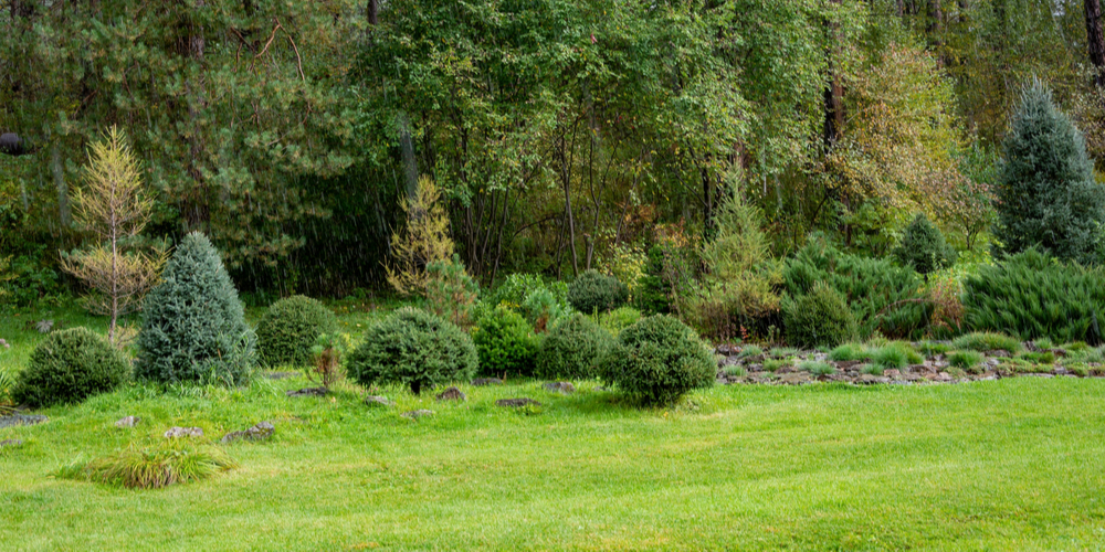 Evergreen Trees in Ohio