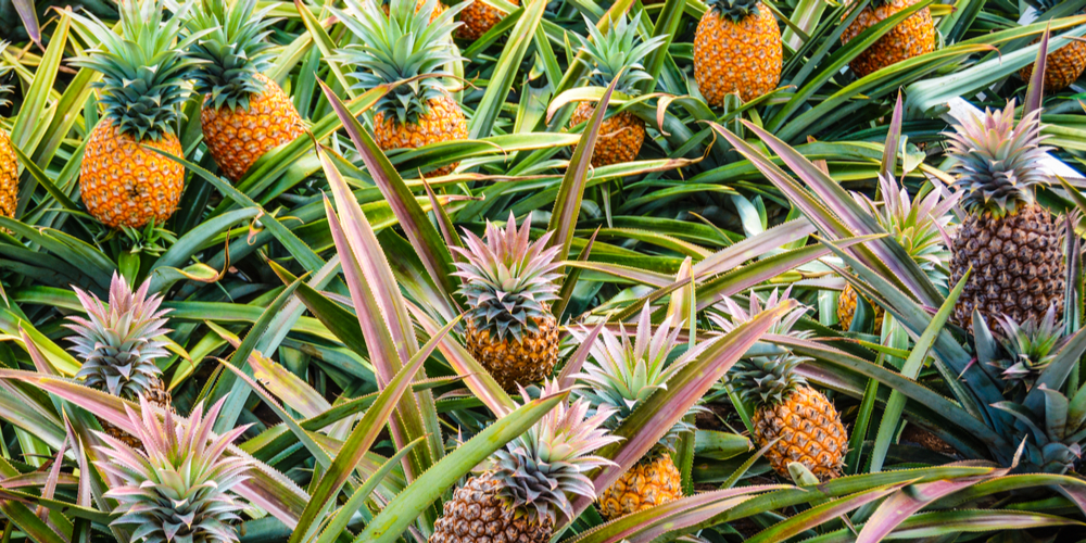 Plants That Look Like Agave