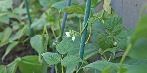 tomatillo companion plants