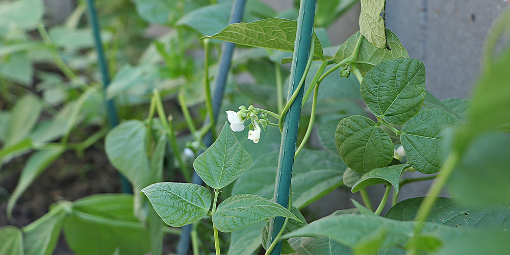 Nasturtium Companion Plants: