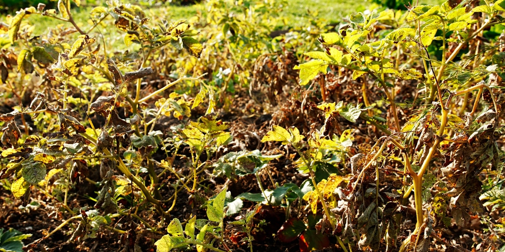 What Do Potato Plants Would Look Like When They are Ready to Harvest