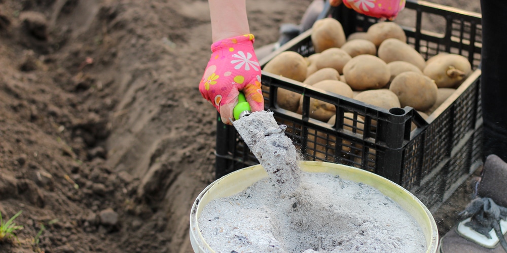 Best Fertilizer for Potatoes