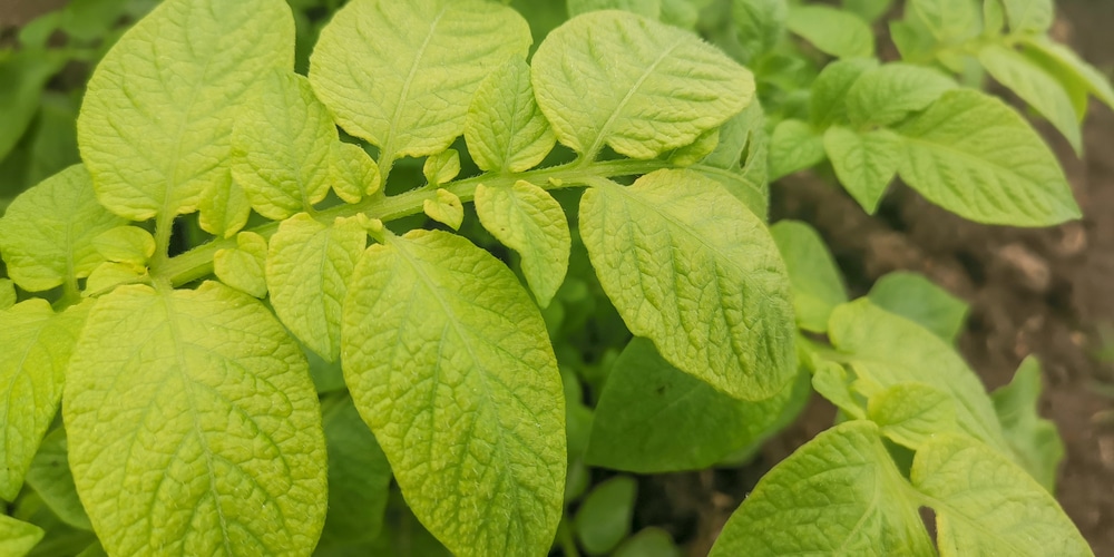 Potato Leaves Turning Yellow