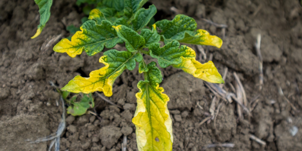 Potato Leaves Turning Yellow