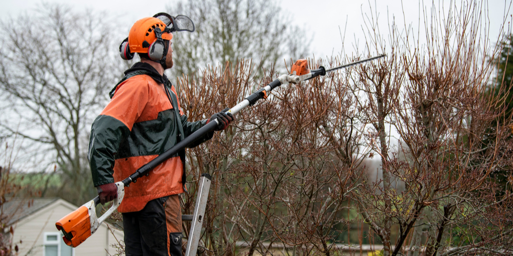 When to prune dogwood trees