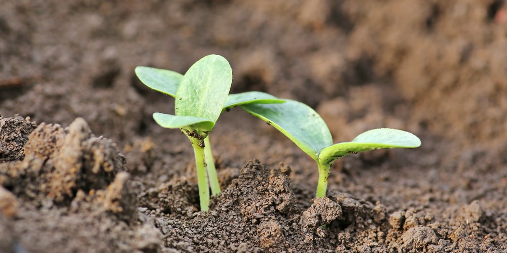 When to plant pumpkins in Mississippi