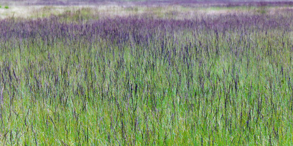 Grass-like plants with purple flowers