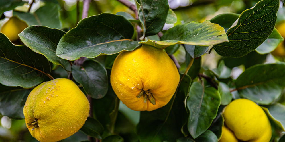 Quince Cracking