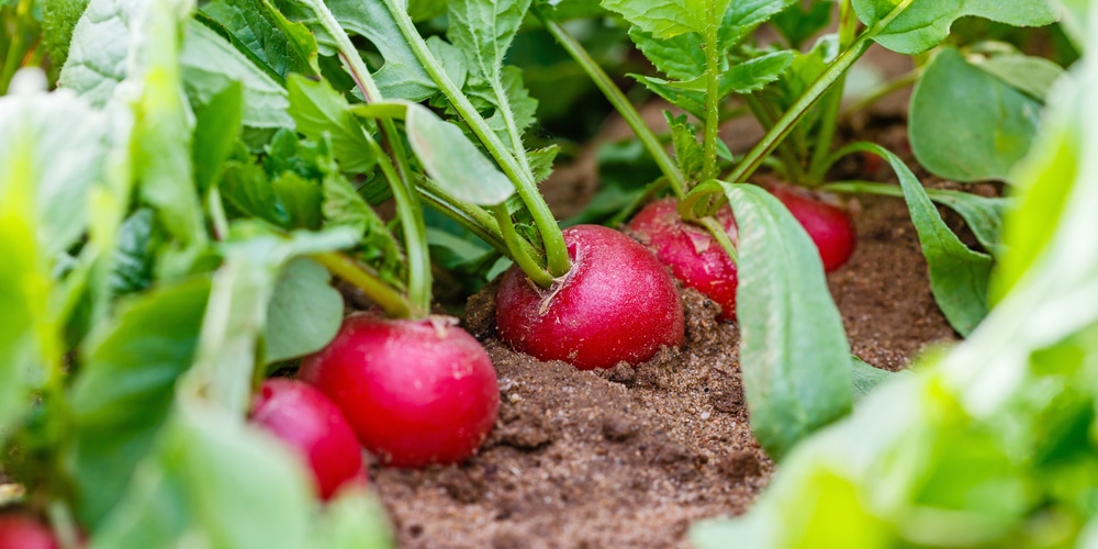 When to plant radishes in zone 7