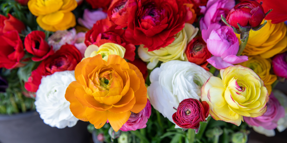 Ranunculus Yellow Leaves