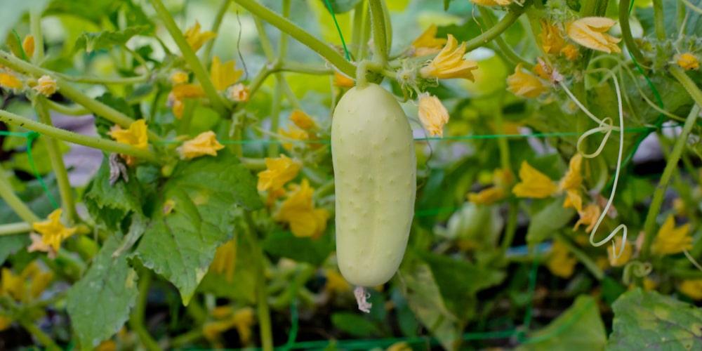 When Do Cucumber Plants Produce Fruit