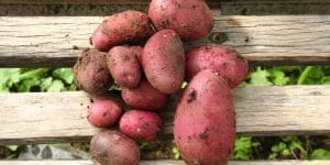 When To Plant Potatoes in Oregon?