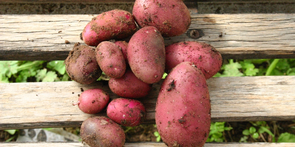 How Many Red Potatoes Are There in a Pound?