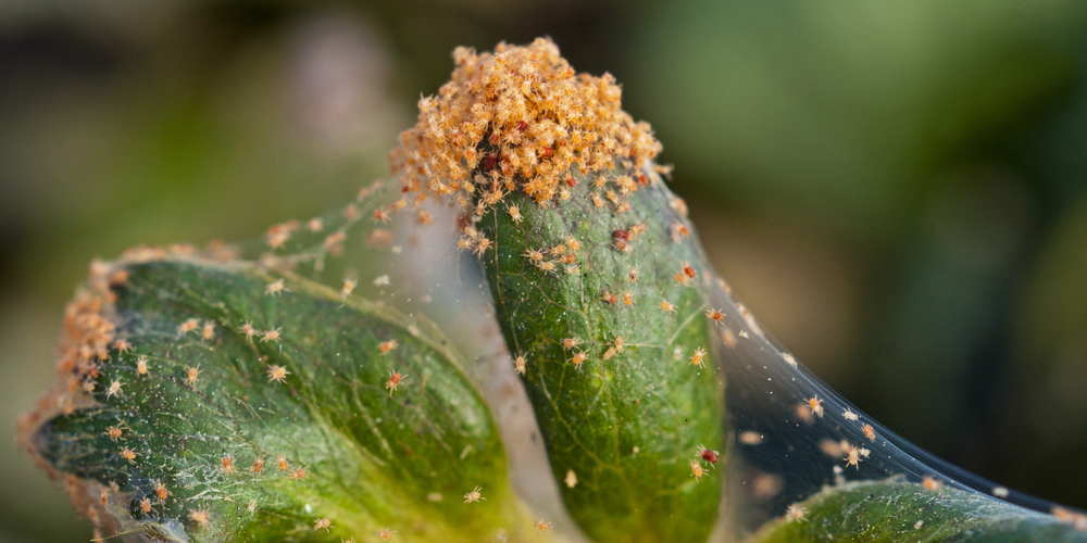 pepper spray for spider mites