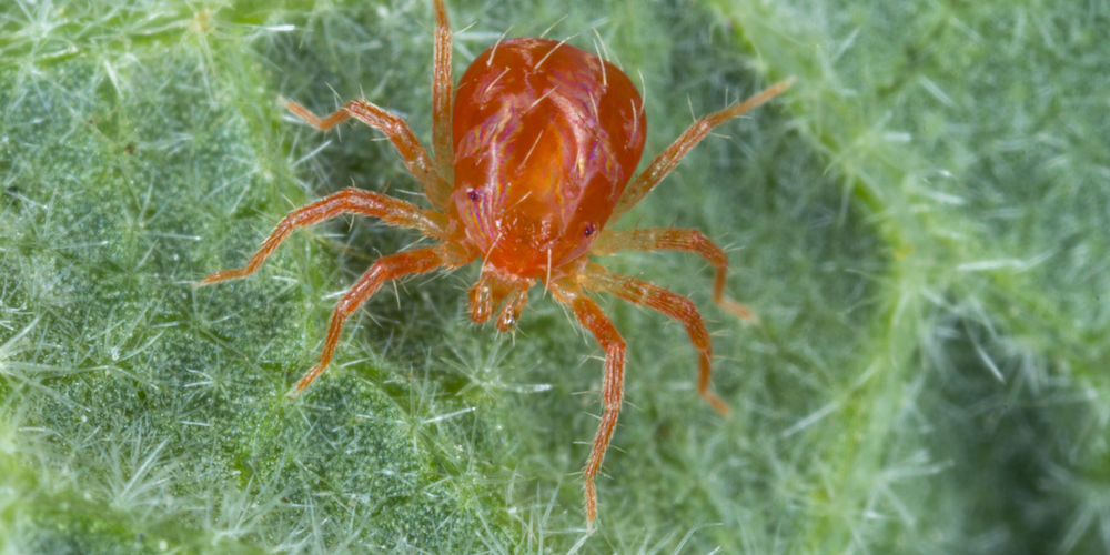 spider mites on palm