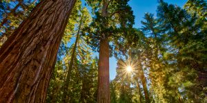 Fast-Growing Trees for Privacy in California