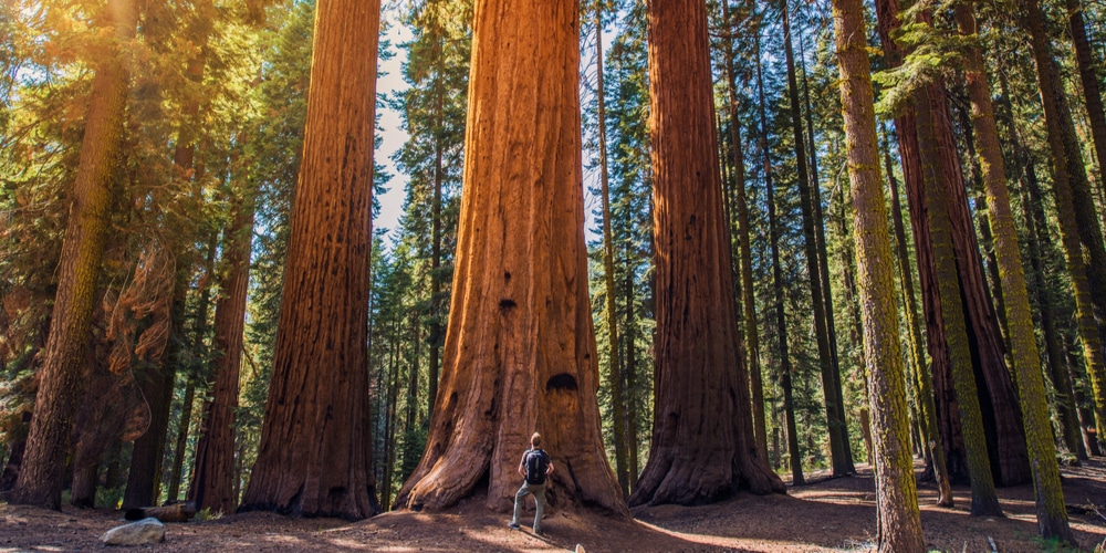 How Fast Do Redwood Trees Grow