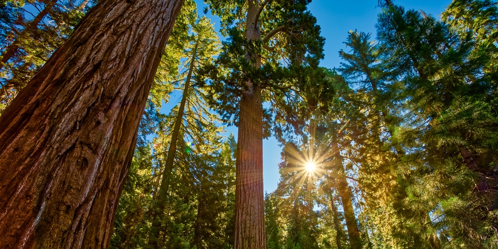 How Fast Do Redwood Trees Grow