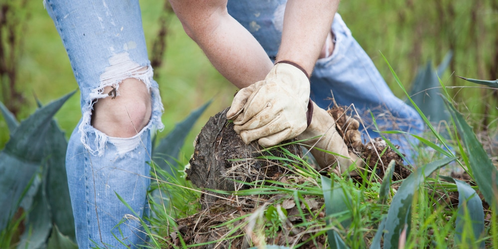 How to stop small trees from growing back