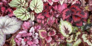 red indoor plants