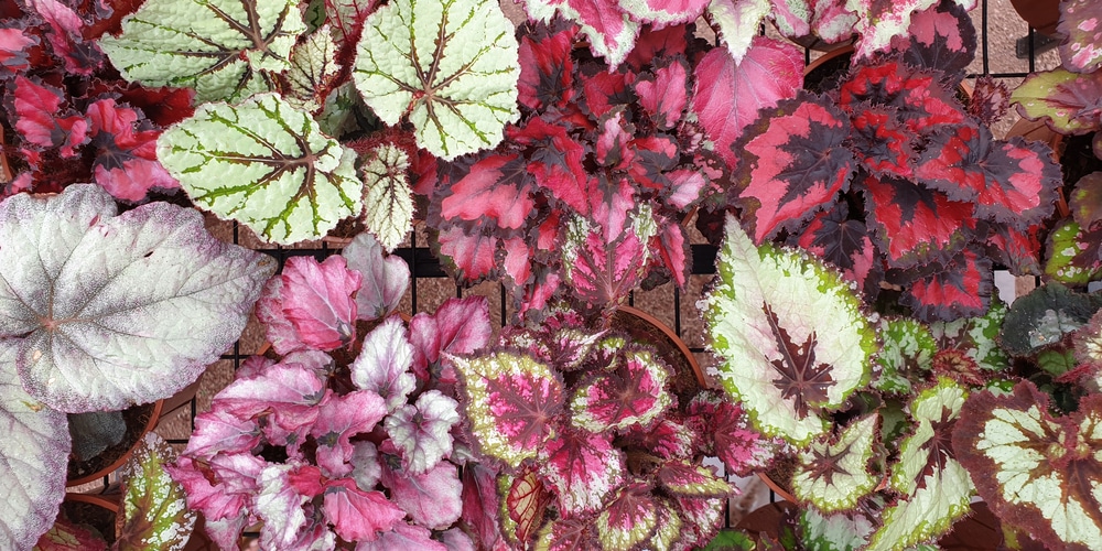 Purple Indoor Plants