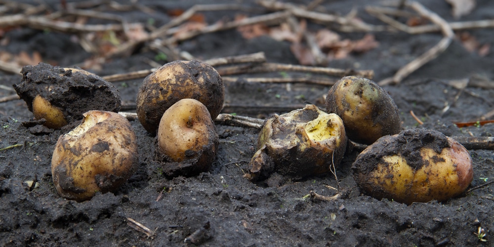 Why Do Potatoes Rot in the Ground?