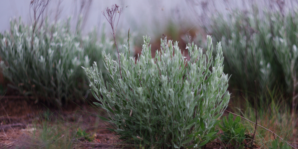 Drought Tolerant Plants Utah