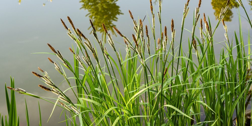 Pennsylvania native grasses