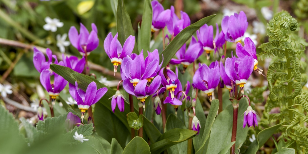 north idaho wildflowers