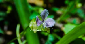 Grass-like plants with purple flowers