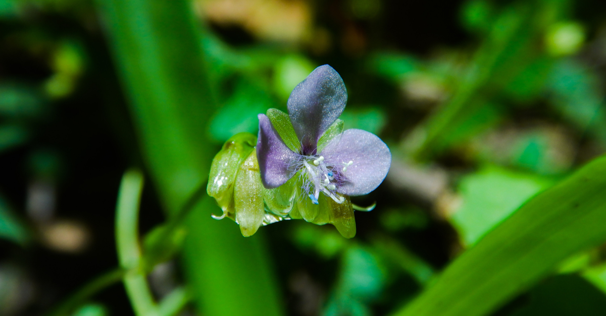 Grass Like Plant with Purple Flowers